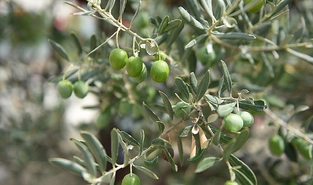 Ayvalık 18. Uluslararası Zeytin Hasat Festivali Başlıyor