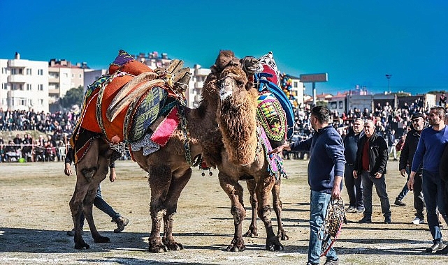 Burhaniye’de deve güreşi heyecanı yaşandı