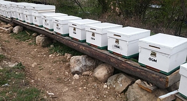 OGM: Odun dışı orman ürünlerinden ekonomiye 12 milyar TL katkı