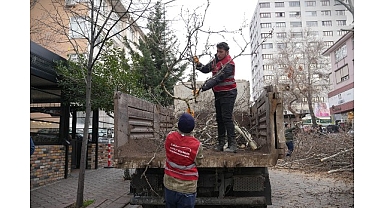 Keçiören’de Budama Çalışmasıyla Yeşil Örtü Korunuyor