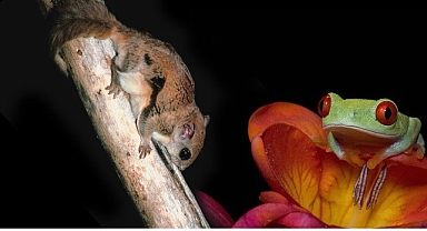 3 Bölümden Oluşan ‘Doğanın En Tuhafları’, 18 Ocak Pazar 20.00’de İlk İki Bölümüyle National Geographic WILD Ekranlarında!