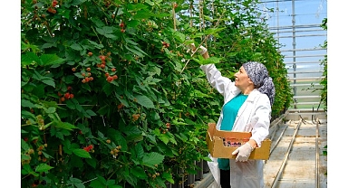 Seralarda sel felaketine Elara Tarım’dan dirençli çözüm